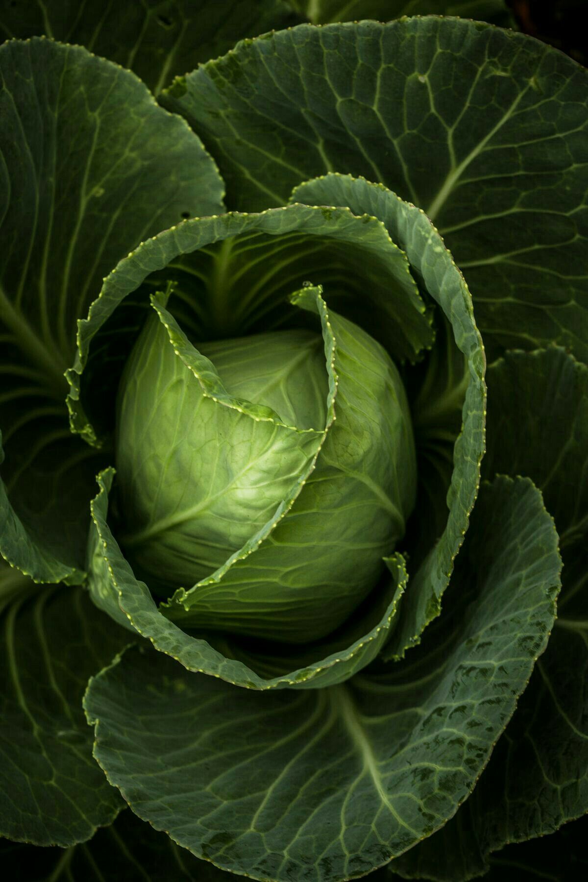 Cabbage