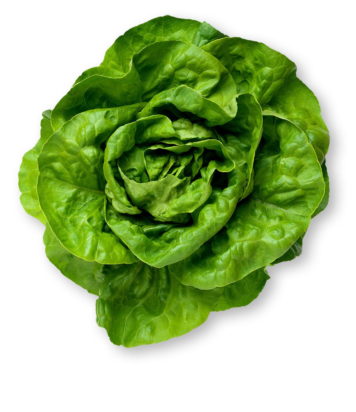 Lettuce