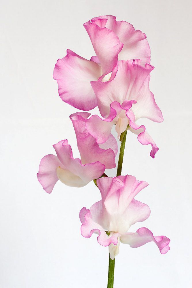 Sweet Pea