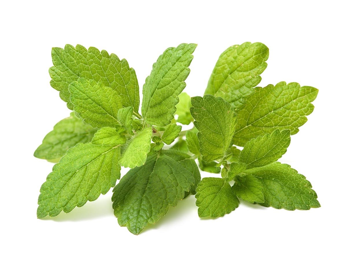 Lemon Balm